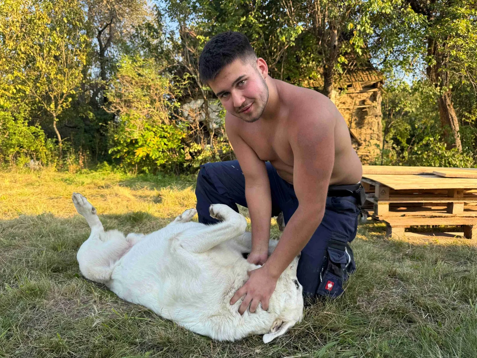 Hund auf der Wiese